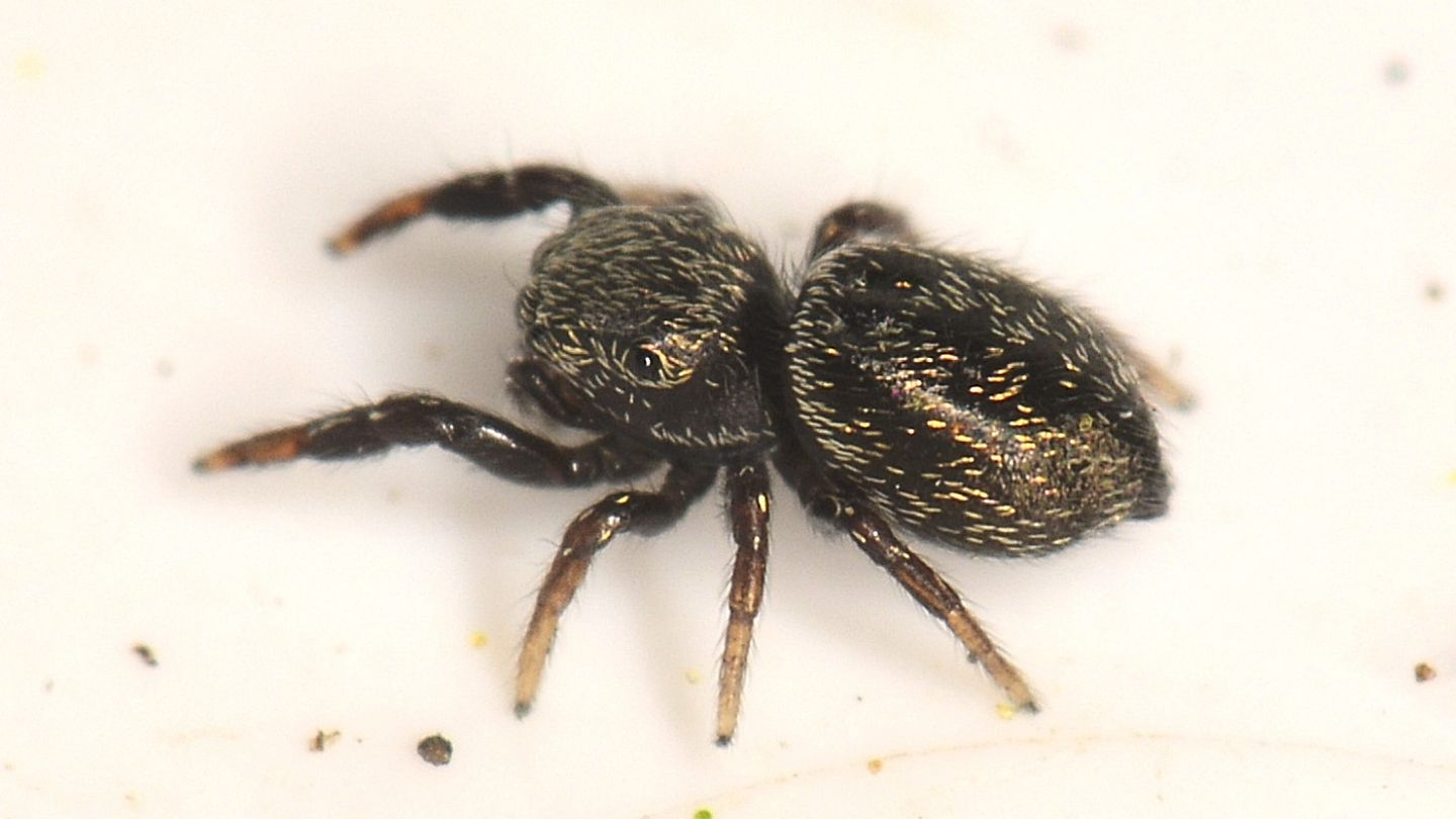 Salticidae scuro: probabile Sibianor aurocinctus
