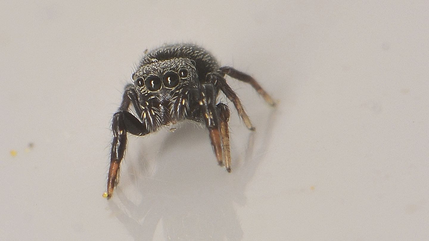 Salticidae scuro: probabile Sibianor aurocinctus