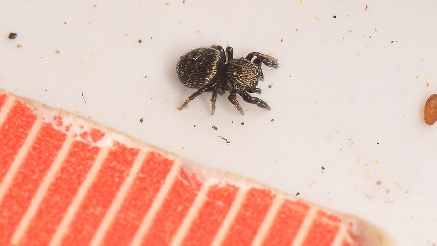 Salticidae scuro: probabile Sibianor aurocinctus
