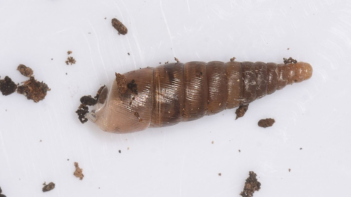 Clausiliidae ?