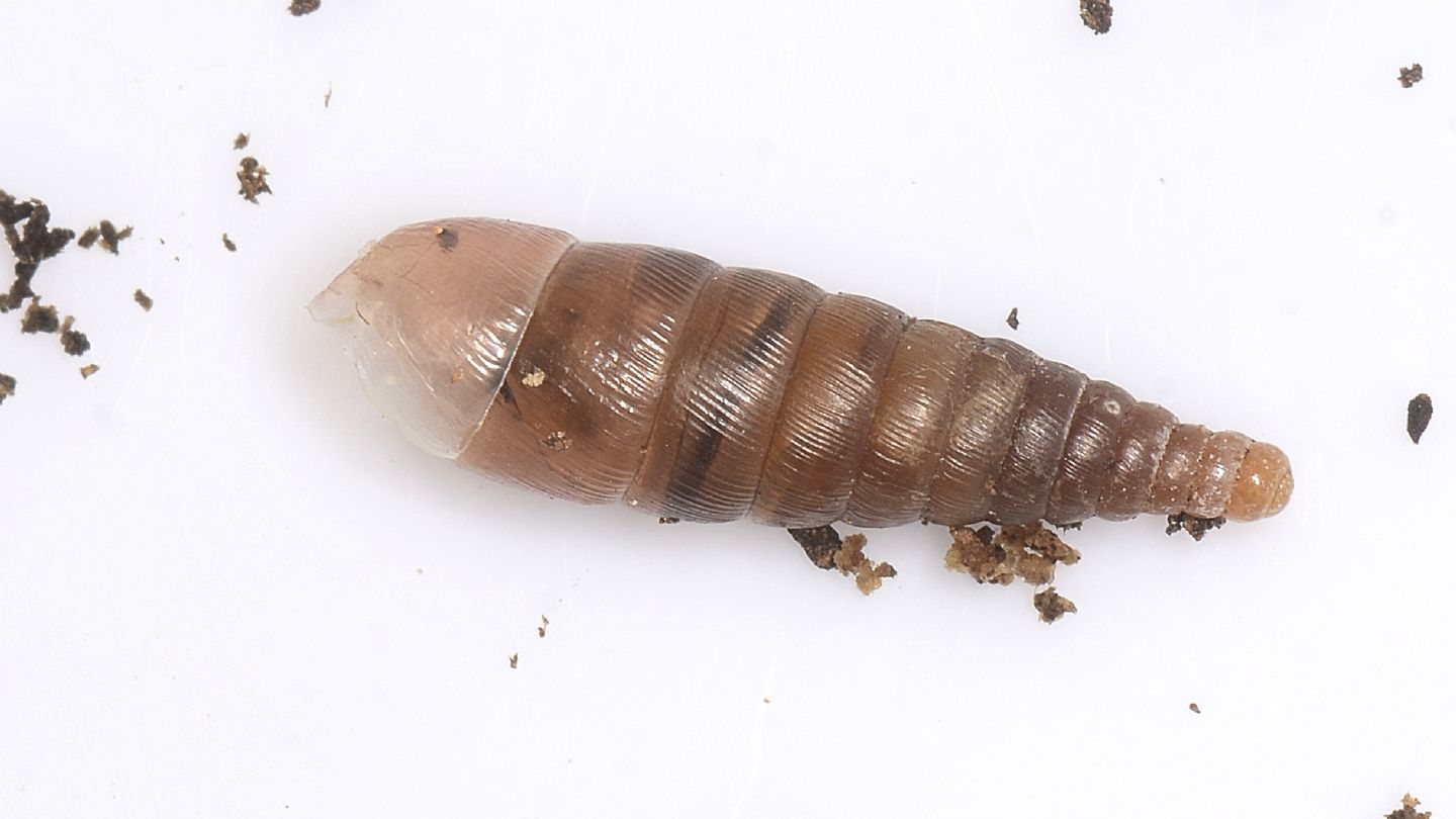 Clausiliidae ?