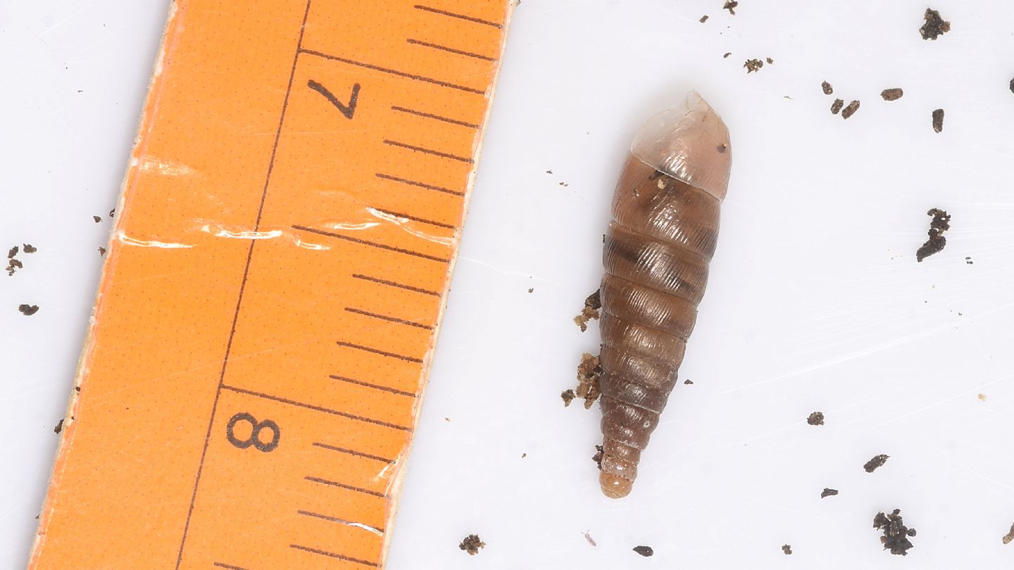 Clausiliidae ?