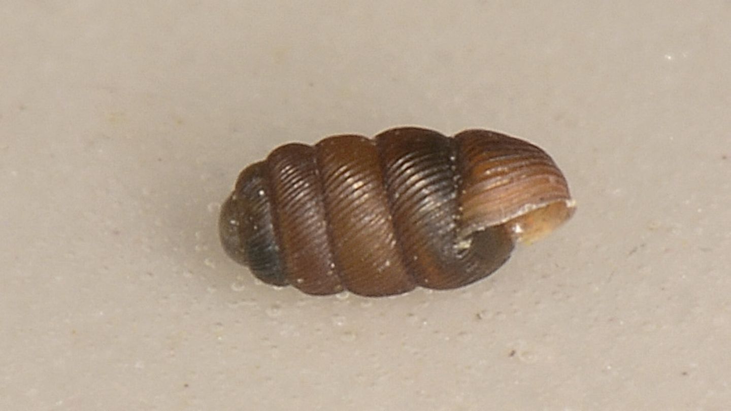 Piccola chiocciola
