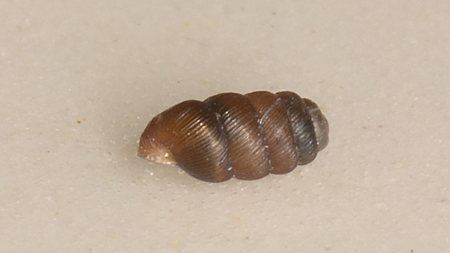 Piccola chiocciola