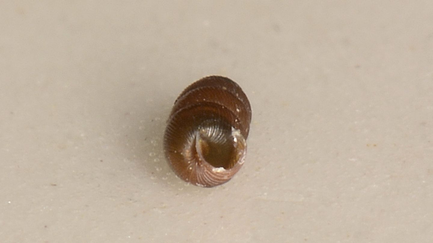 Piccola chiocciola