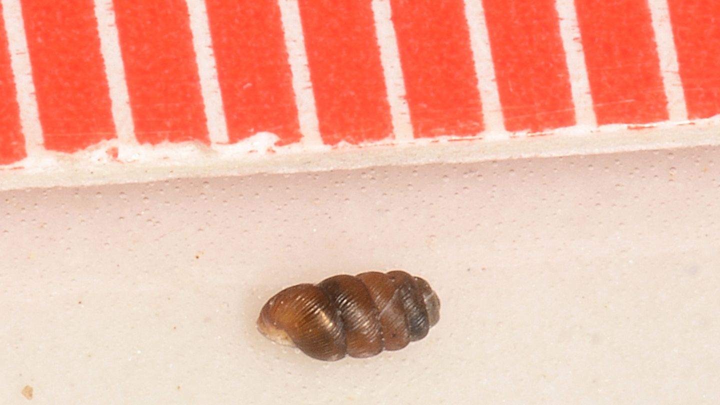 Piccola chiocciola