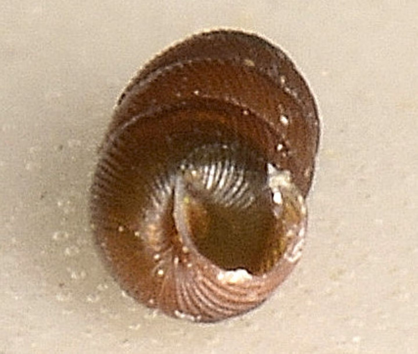 Piccola chiocciola
