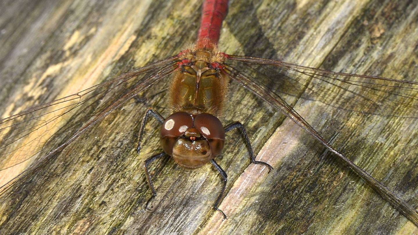 Sympetrum ? - Sympetrum striolatum
