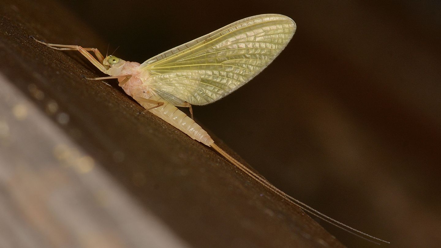 Ephemera gialla - H. longicauda subimago female