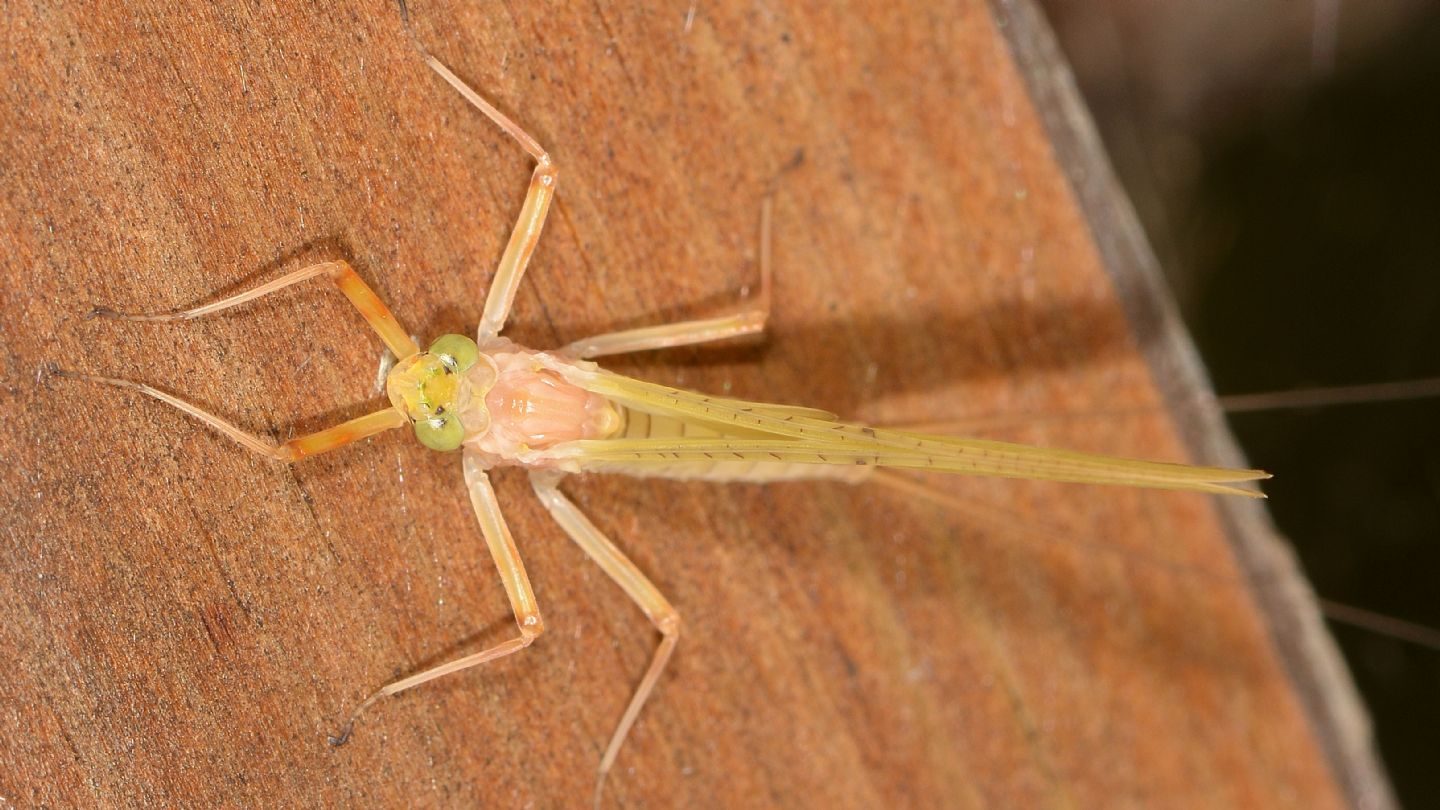 Ephemera gialla - H. longicauda subimago female