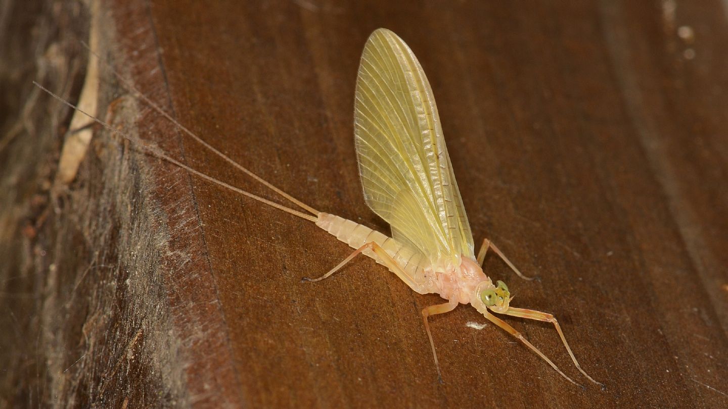 Ephemera gialla - H. longicauda subimago female