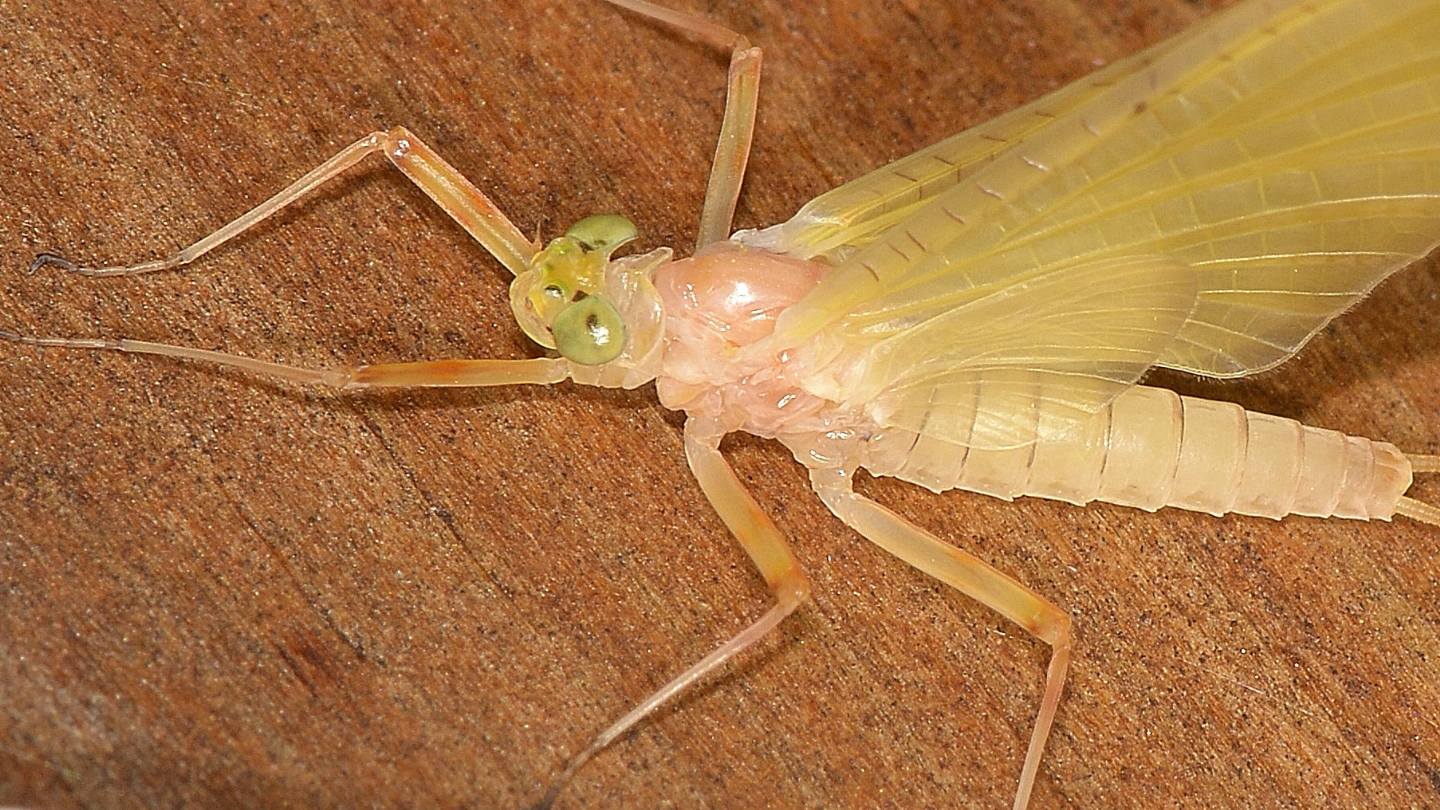 Ephemera gialla - H. longicauda subimago female