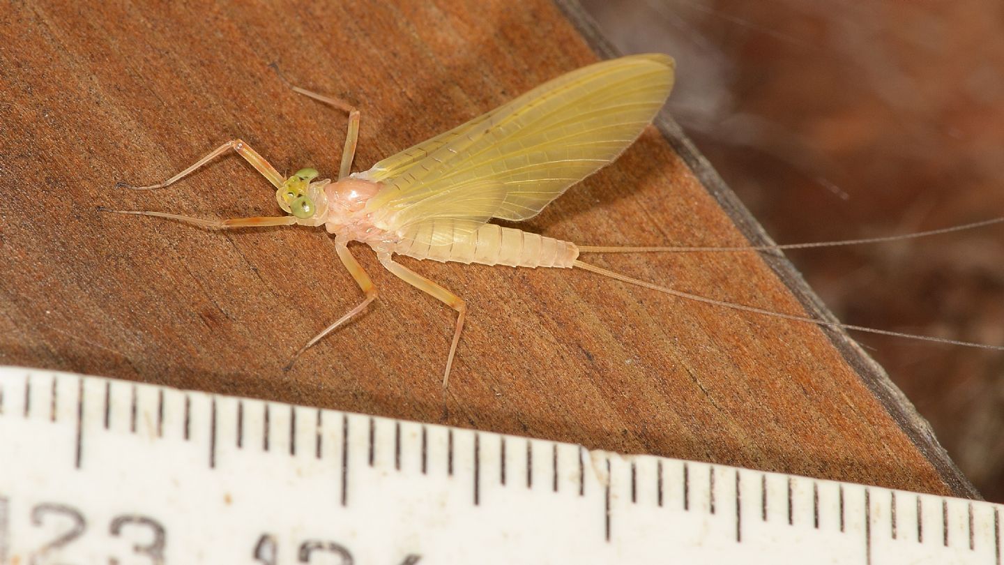 Ephemera gialla - H. longicauda subimago female