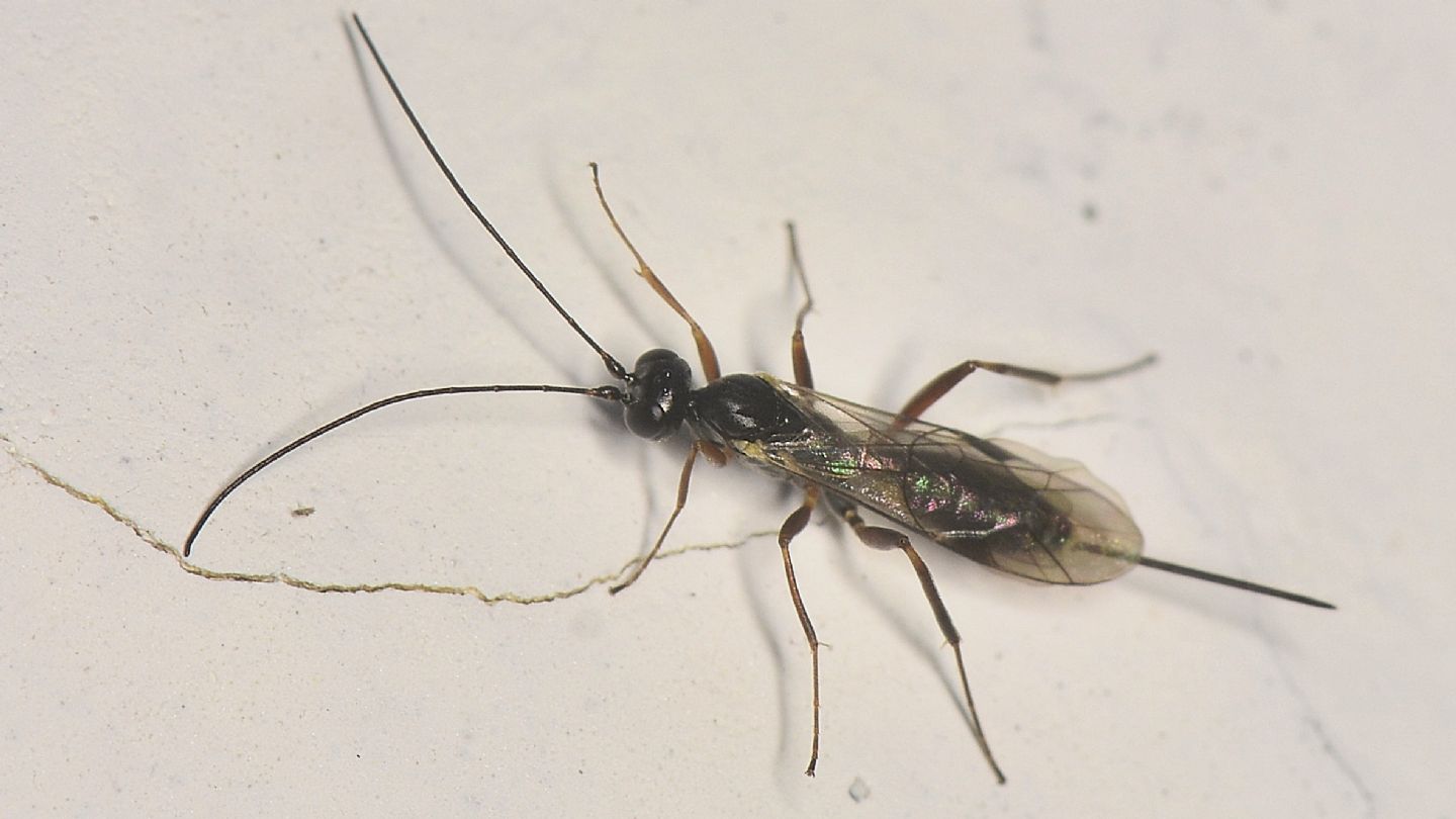 Ichneumonidae sp.