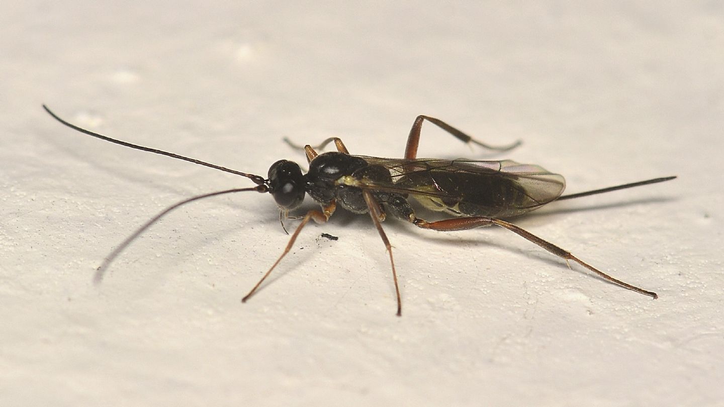 Ichneumonidae sp.
