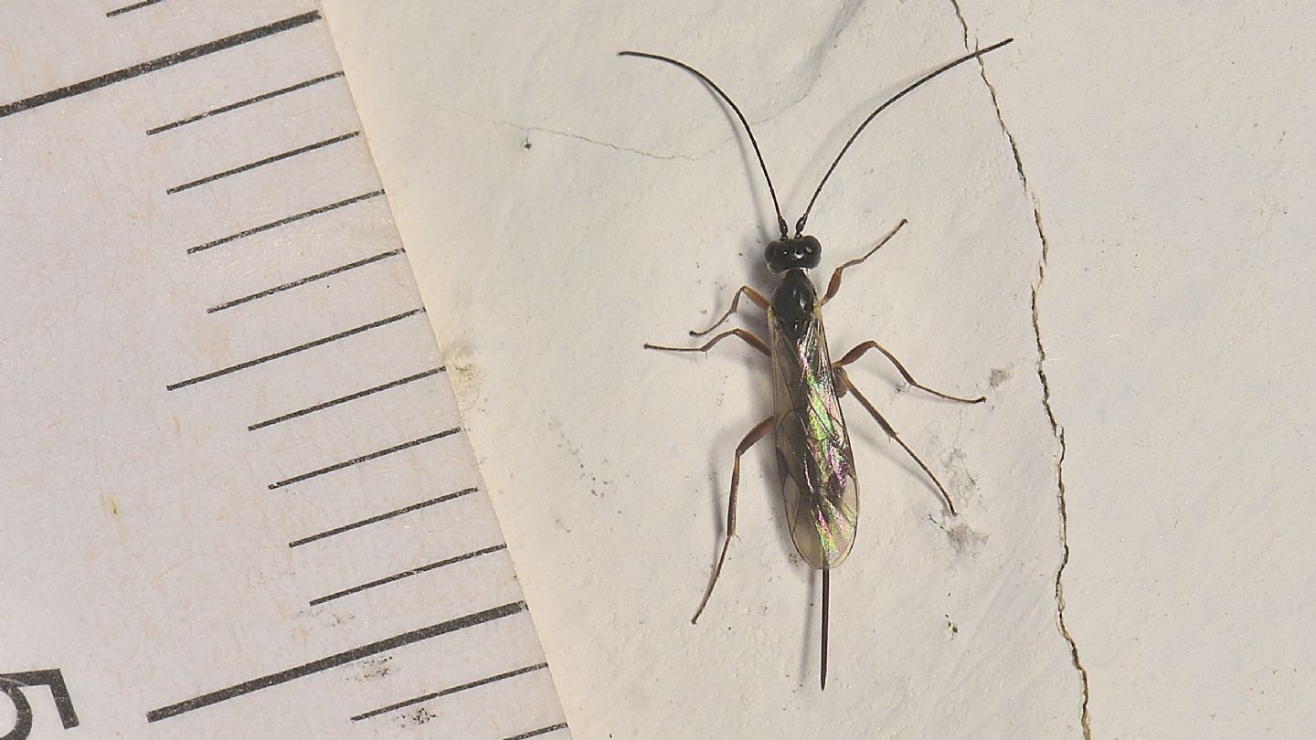 Ichneumonidae sp.