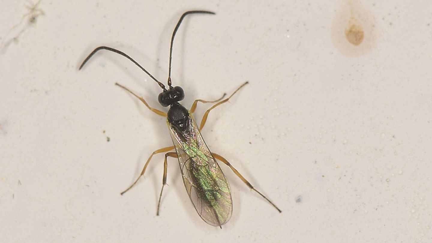 Ichneumonidae sp. 2