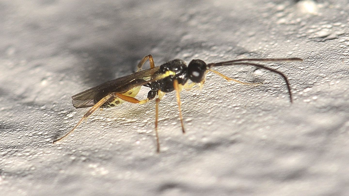 Ichneumonidae sp. 2