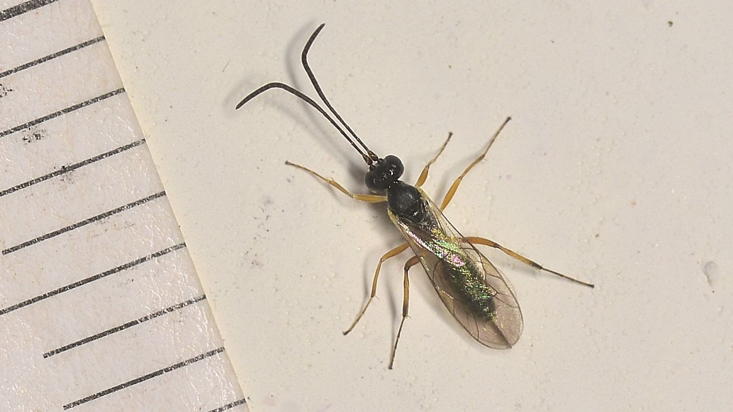 Ichneumonidae sp. 2