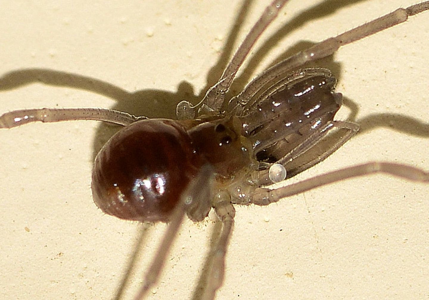 Ischyropsalis cfr lithoclasica - Ischyropsalididae