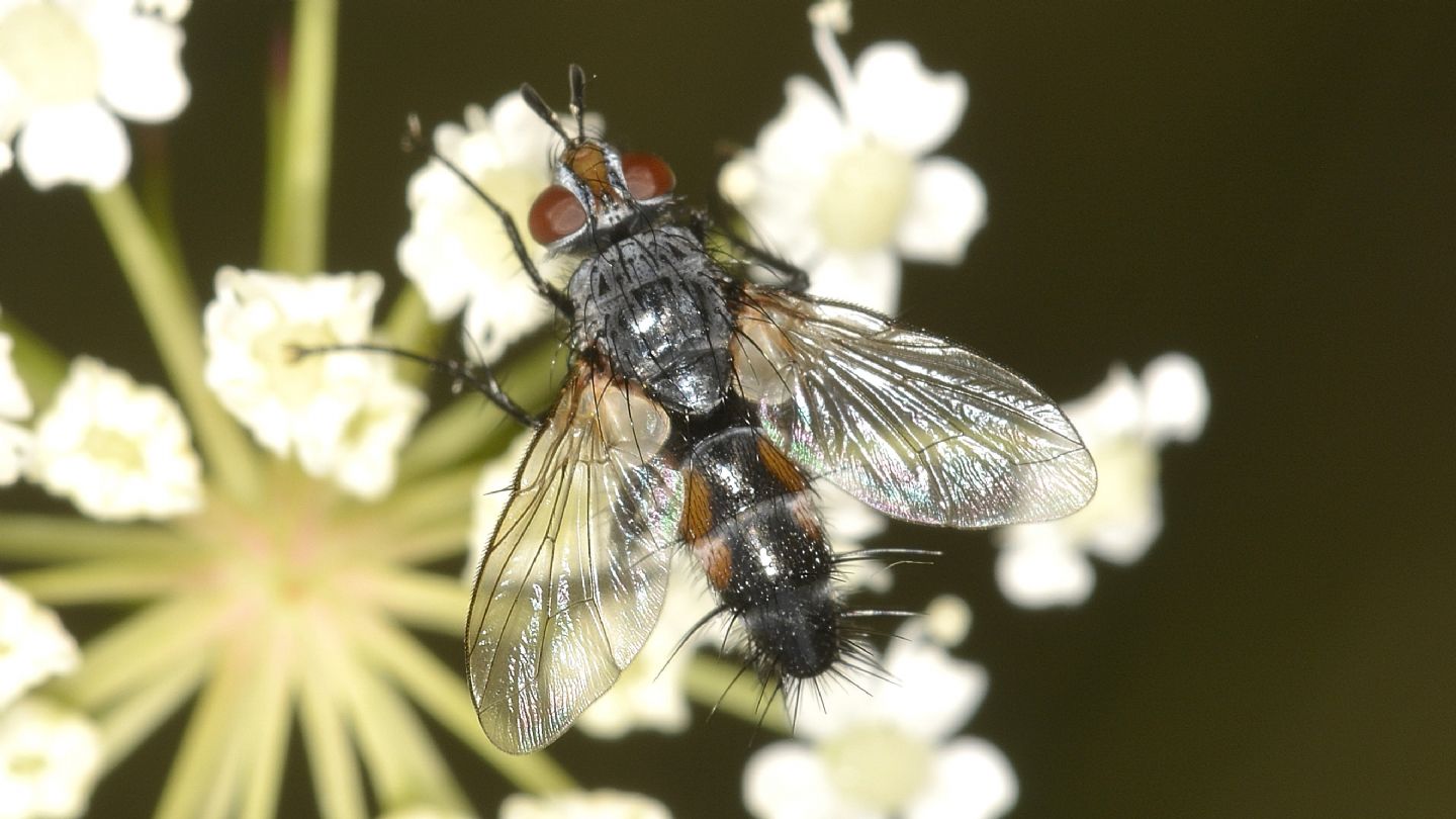 Tachinidae