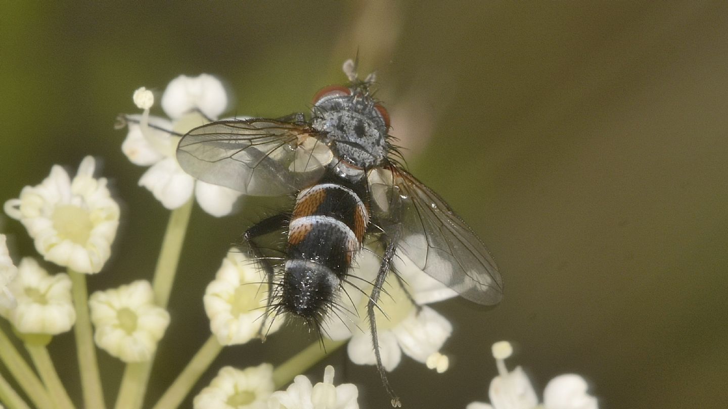 Tachinidae