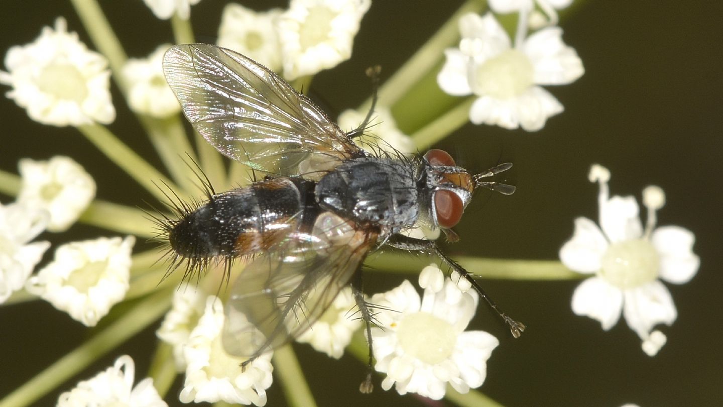 Tachinidae