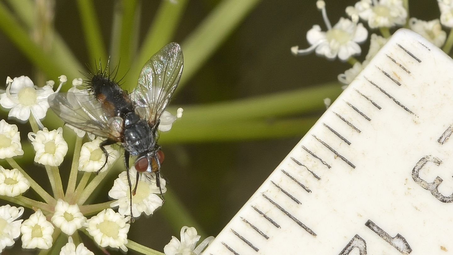Tachinidae