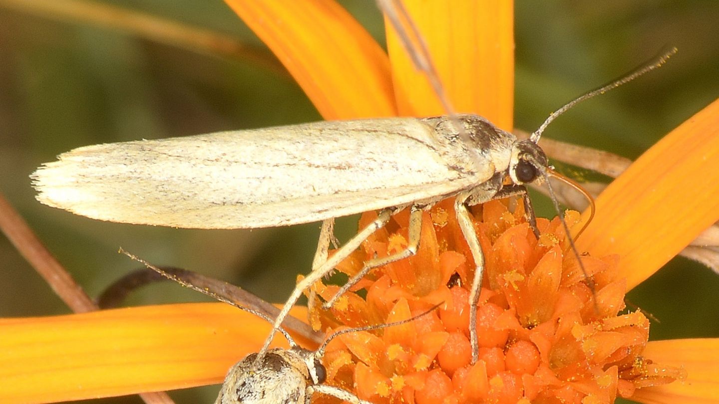 Erebidae ?