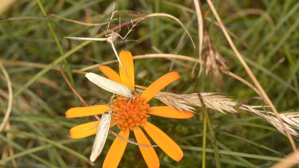 Erebidae ?