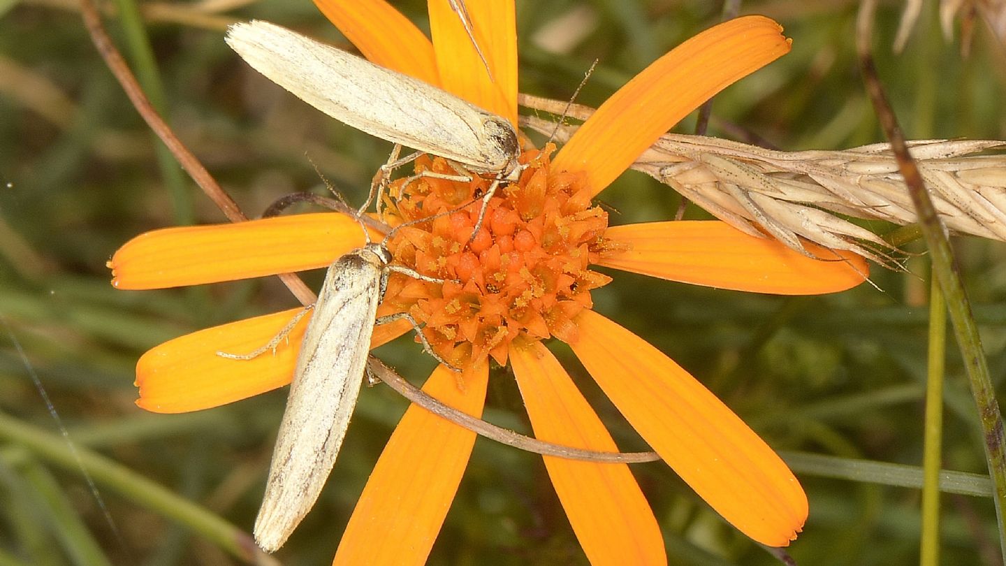 Erebidae ?