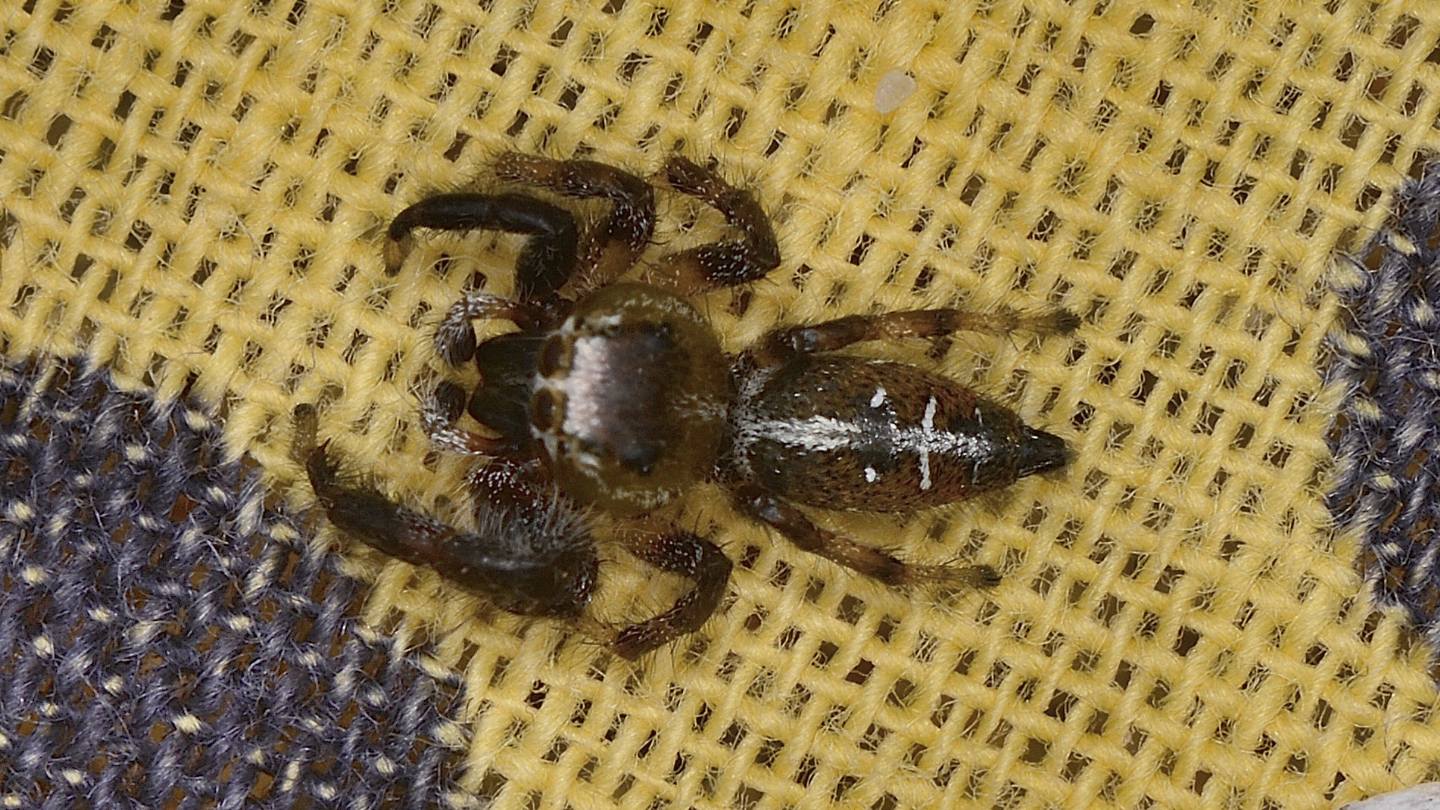 Che Salticidae ?