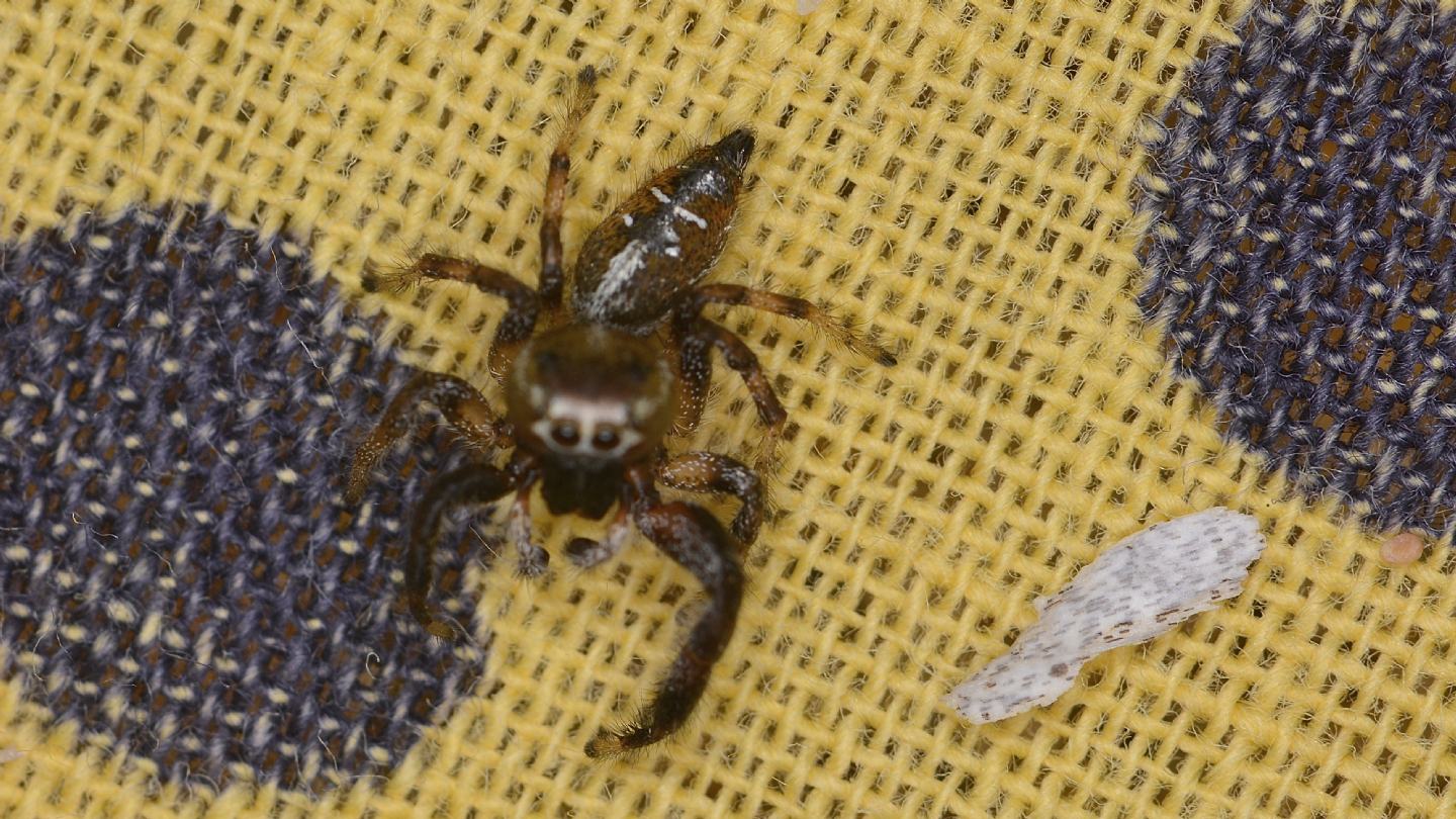 Che Salticidae ?