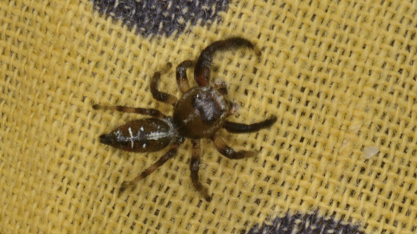 Che Salticidae ?