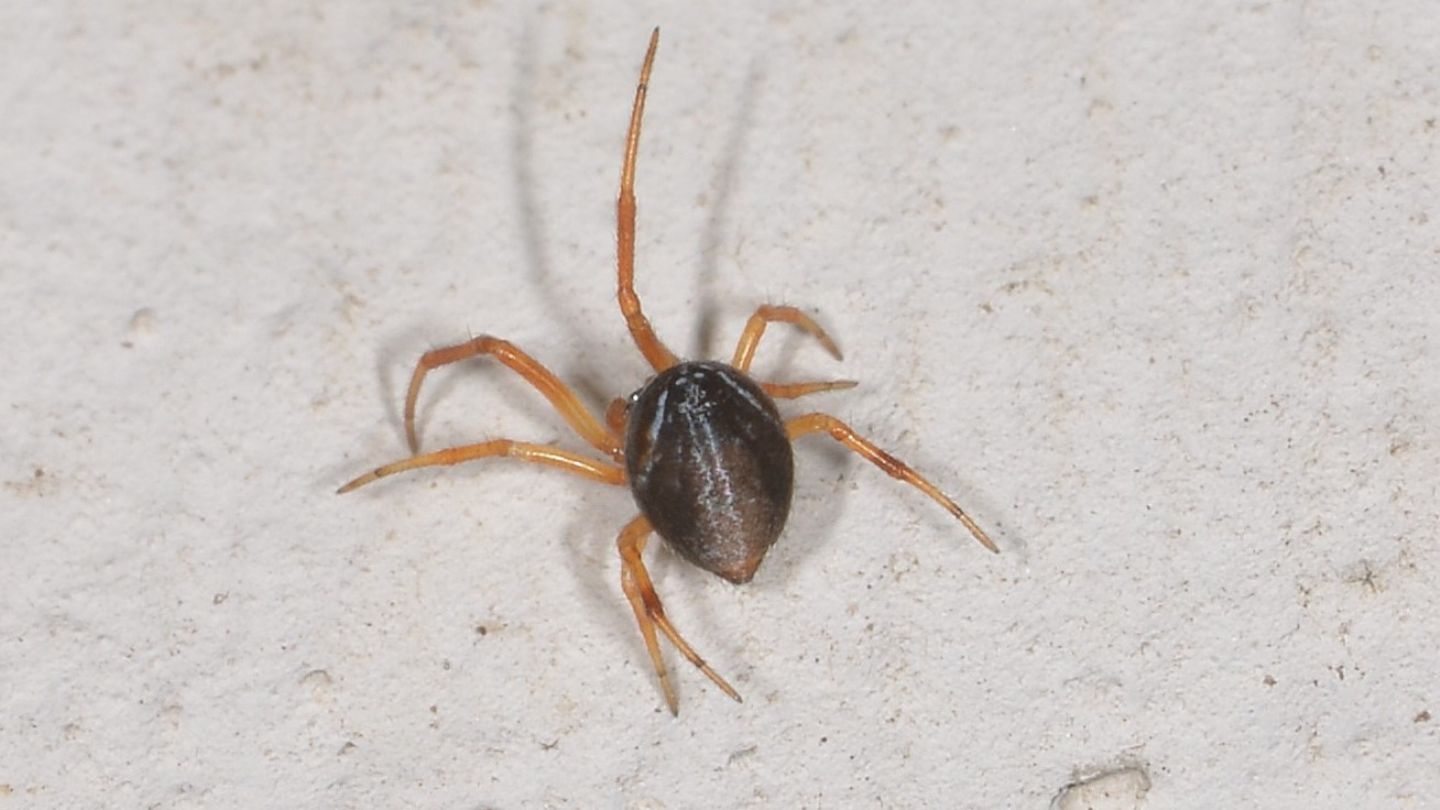 Maschio giovane di Parasteatoda lunata