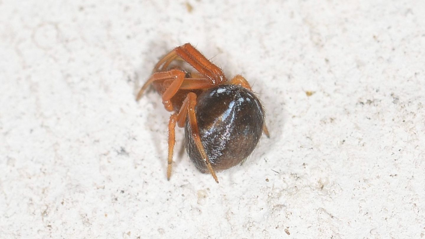 Maschio giovane di Parasteatoda lunata