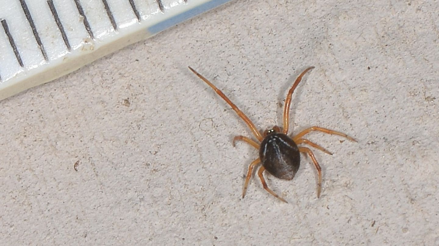 Maschio giovane di Parasteatoda lunata