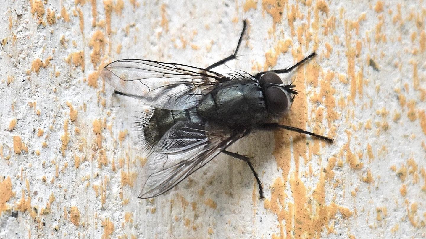 Tachinidae ?