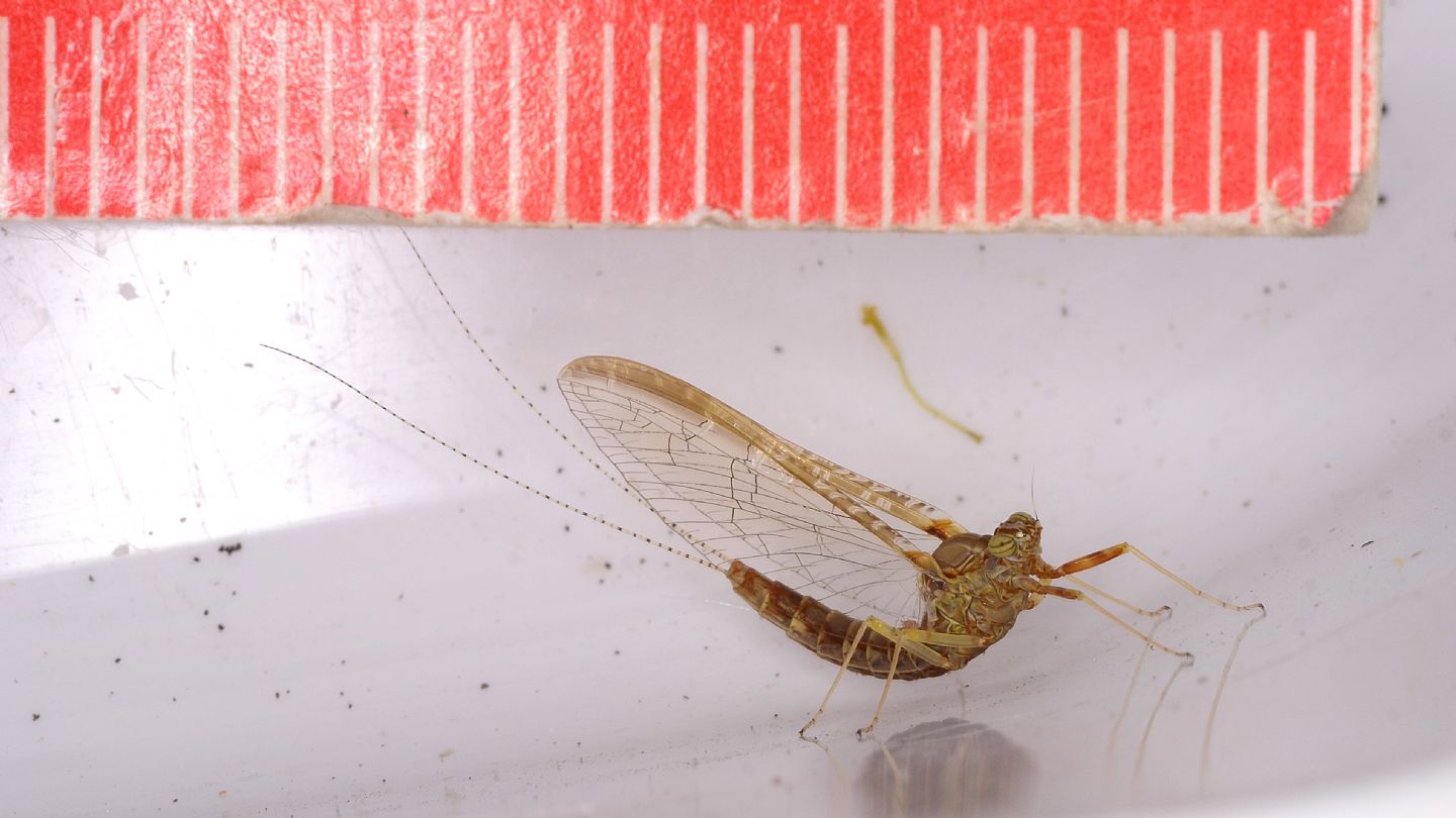 Ephemera in giardino - Cloeon cognatum imago female