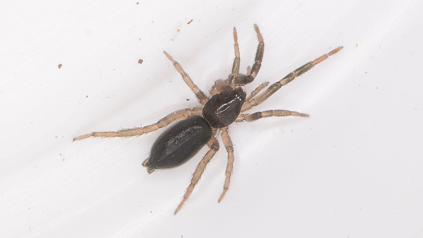 Gnaphosidae ?