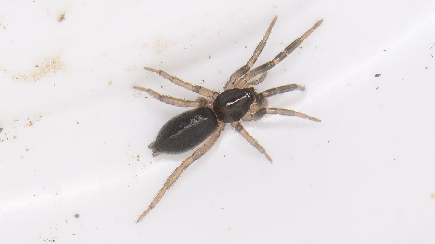 Gnaphosidae ?