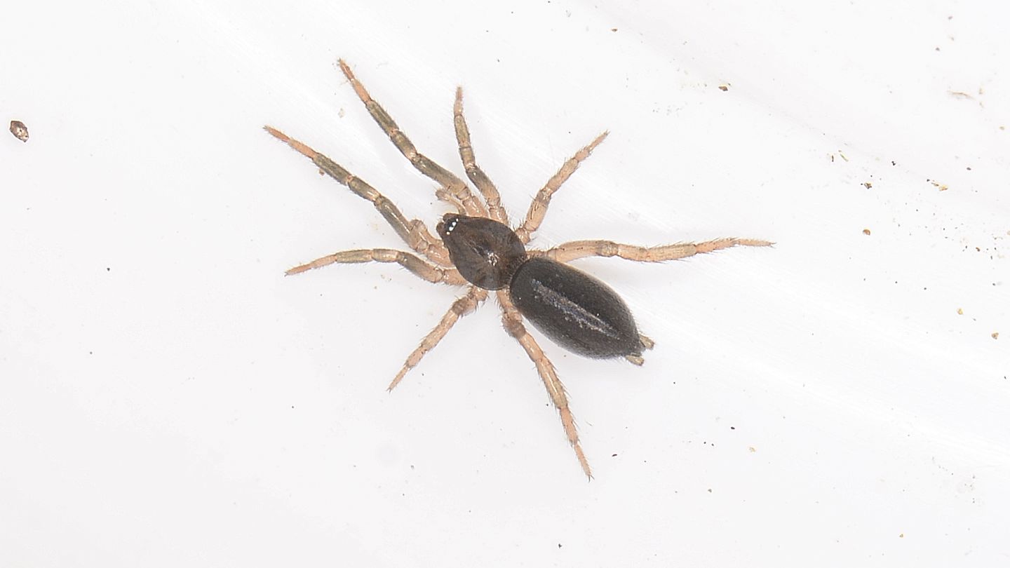 Gnaphosidae ?