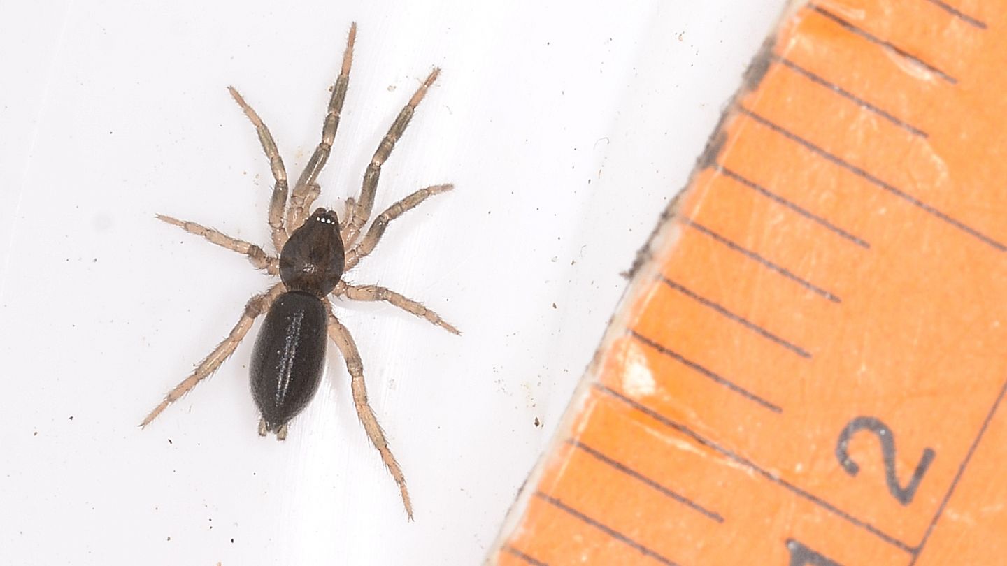 Gnaphosidae ?