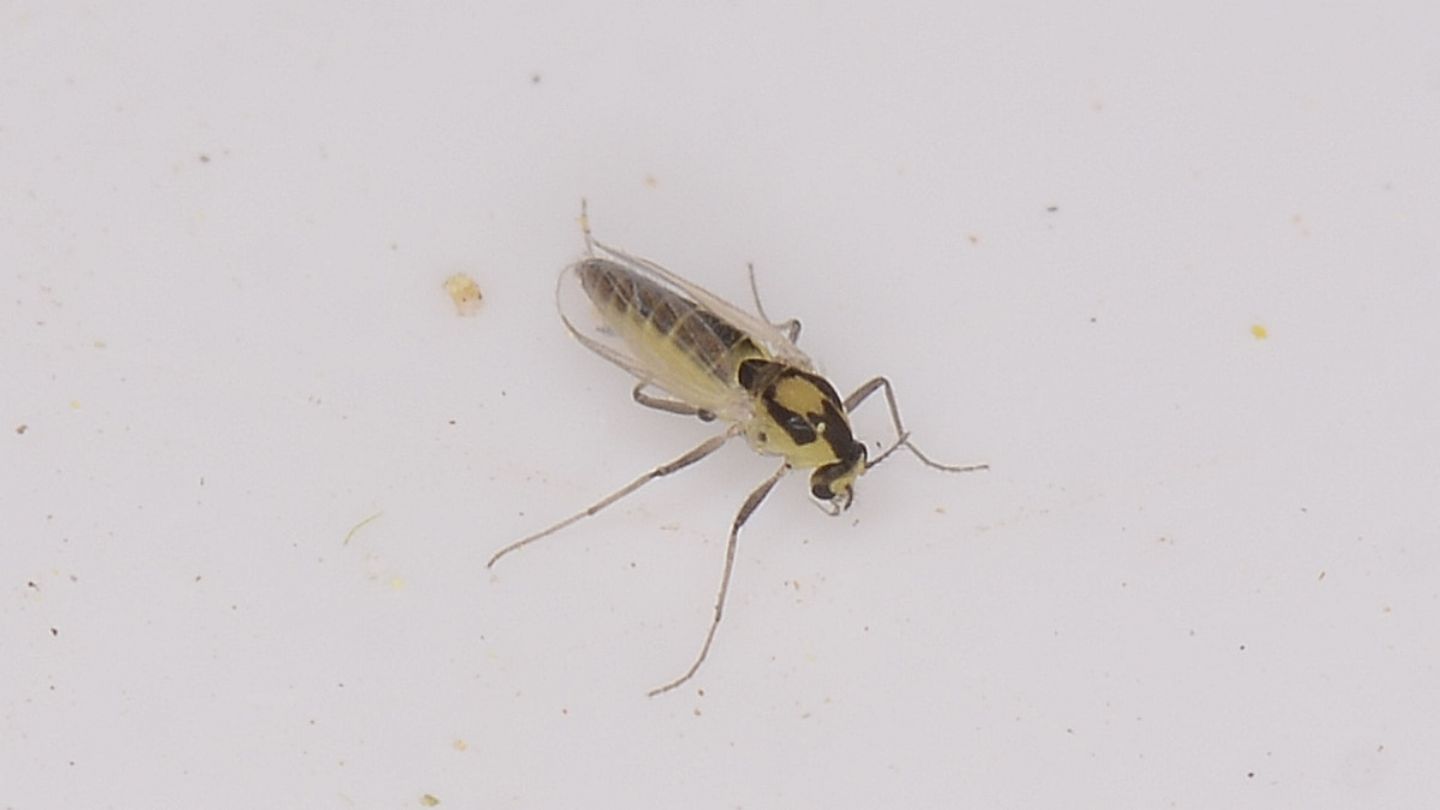 Chironomidae o altra fam.