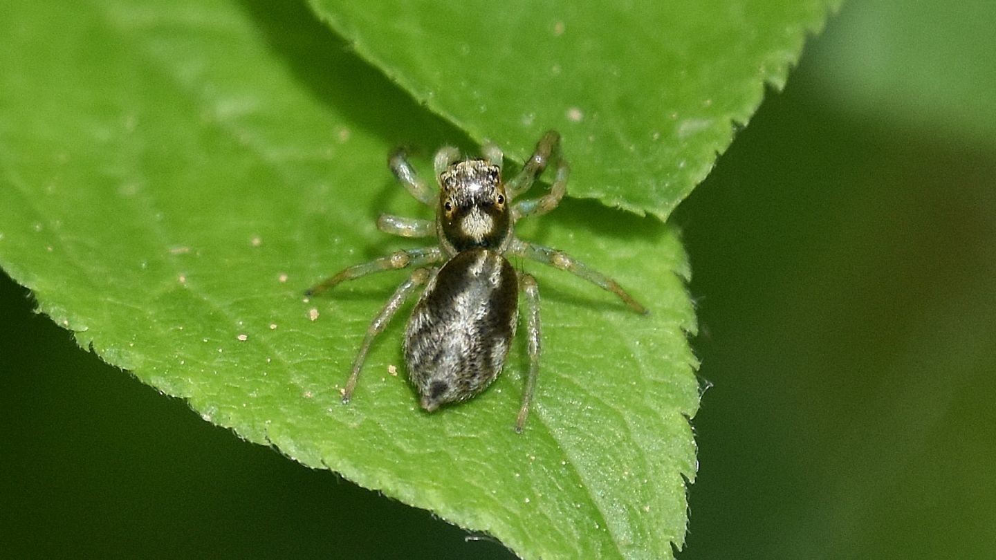 Phintella castriesiana.