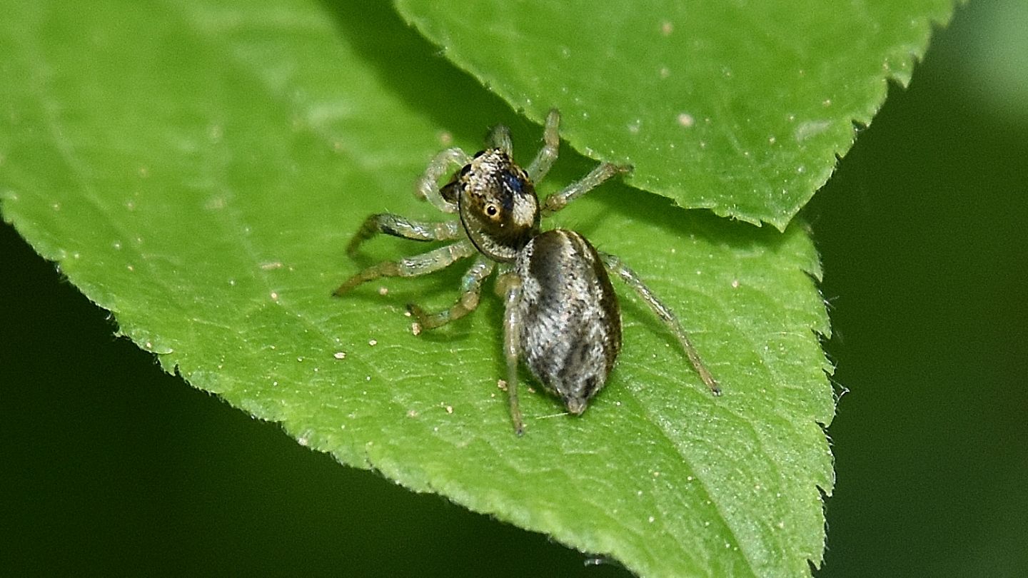 Phintella castriesiana.