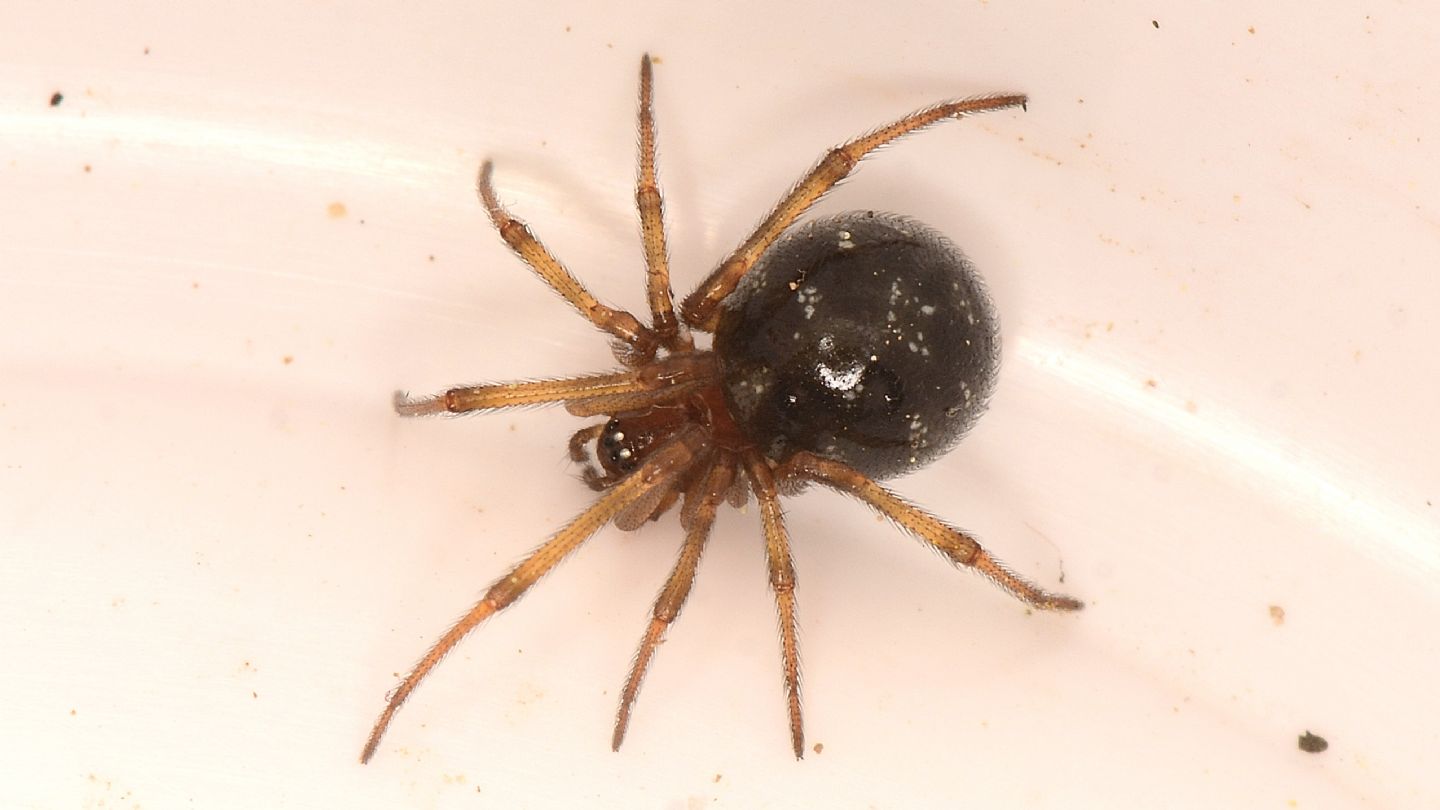 Steatoda triangulosa