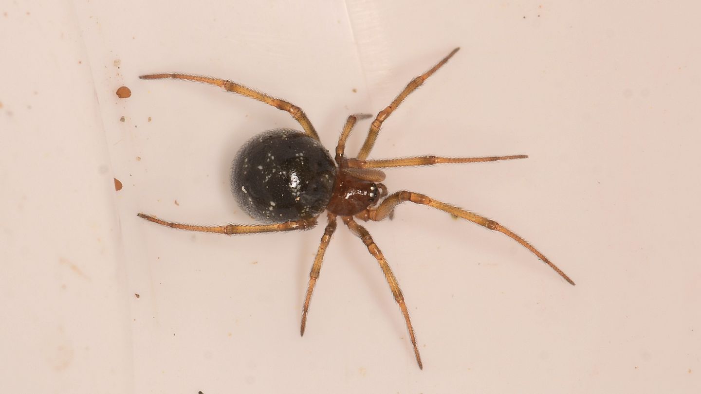 Steatoda triangulosa