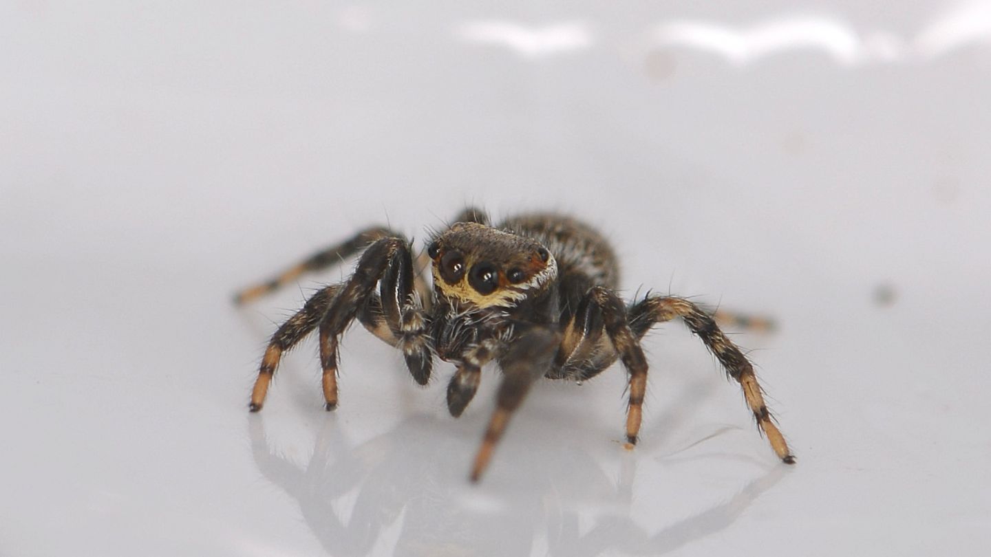 Giovane Evarcha jucunda
