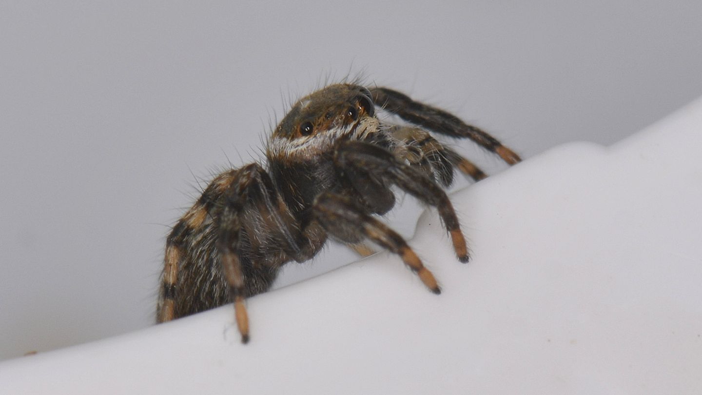 Giovane Evarcha jucunda